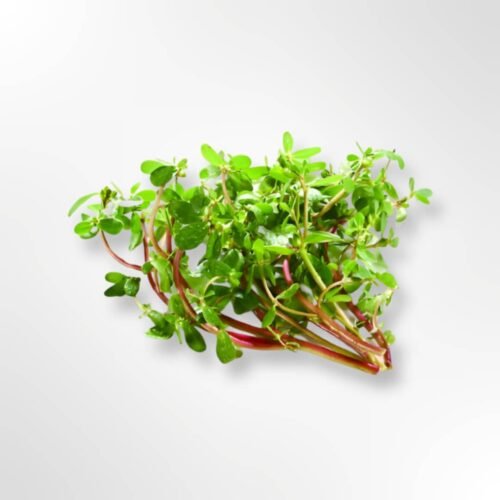 Verdolaga Seeds (100 seeds)