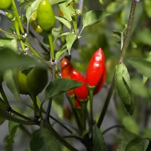 CHILLI PIQUIN SEEDS