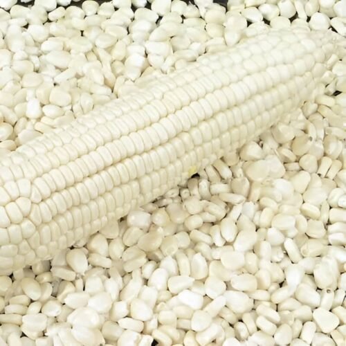 White corn seeds (approx 10 seeds)